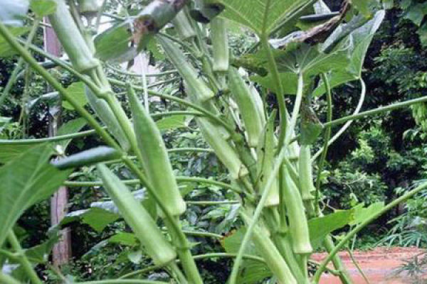 okra