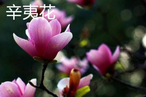 Flos Magnoliae