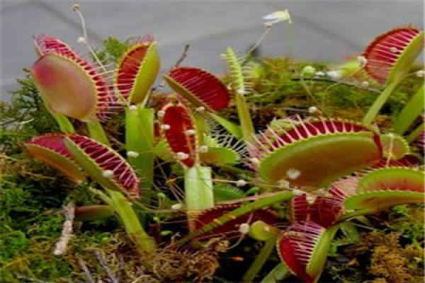 Venus flytrap