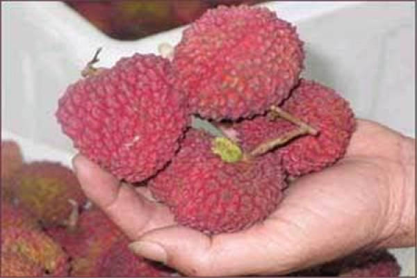 Goose egg litchi