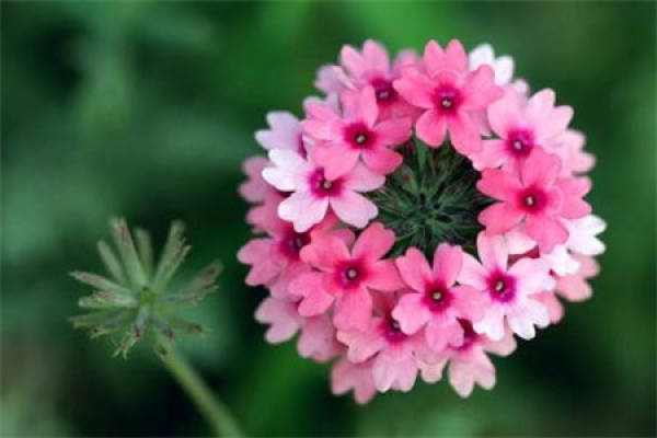 Verbena