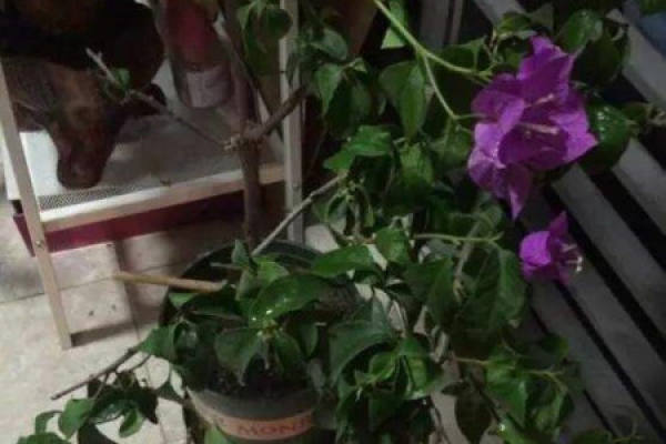 plants