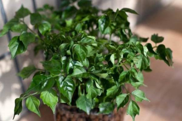 Plant