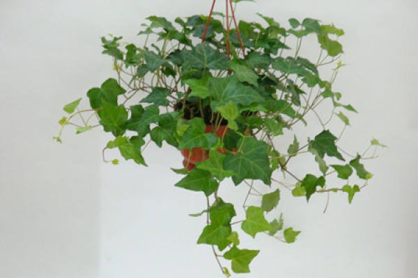 Ivy vine