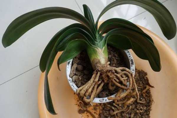 Clivia miniata