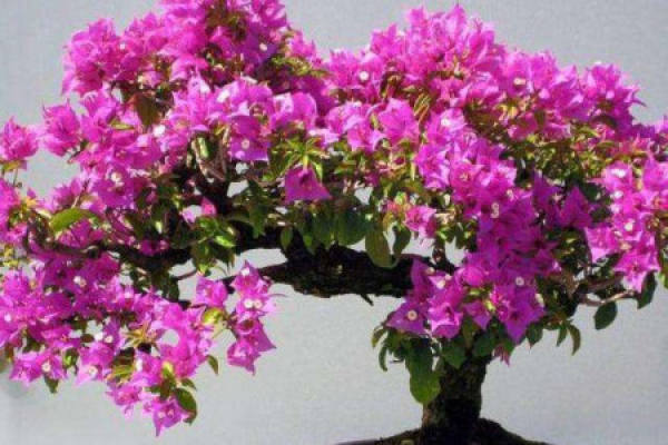 Bougainvillea