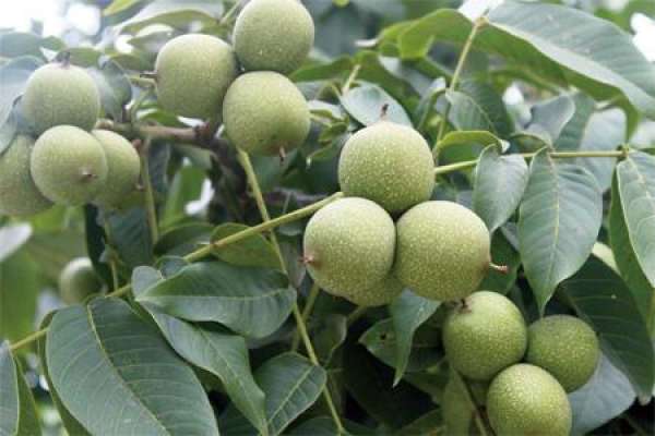 Walnut Tree
