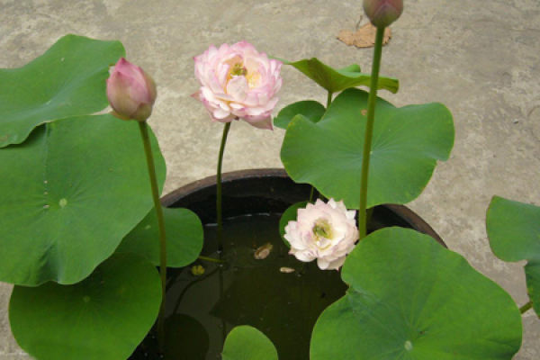Bowl Lotus