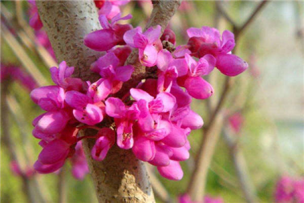 Bauhinia