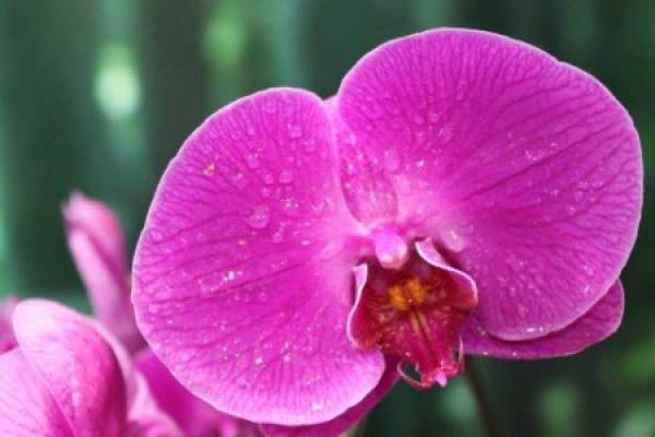 Phalaenopsis
