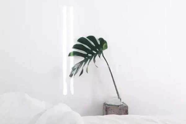 turtle's bamboo