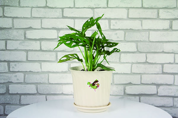 turtle's bamboo