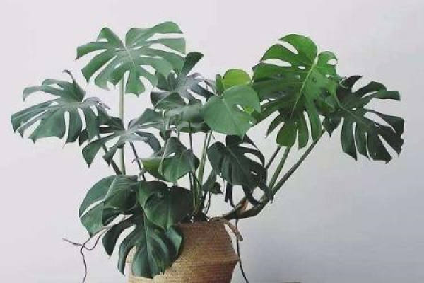 turtle's bamboo