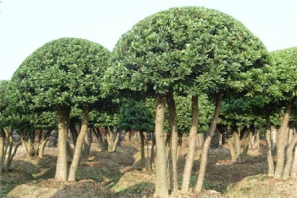 Arbutus