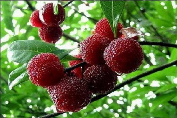 bayberry
