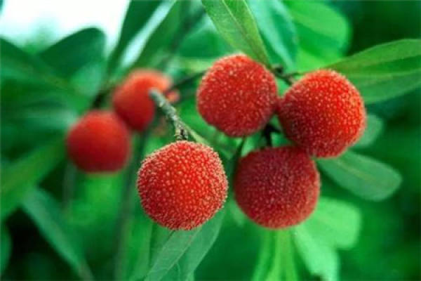 bayberry