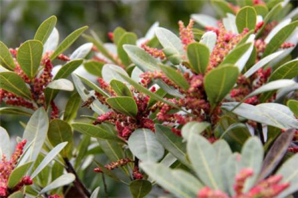 Arbutus
