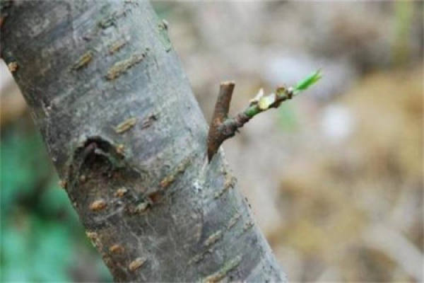 Peach Tree