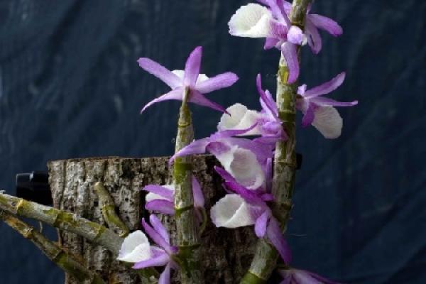 Dendrobium Primula