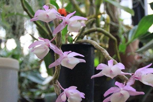 Dendrobium primulinum