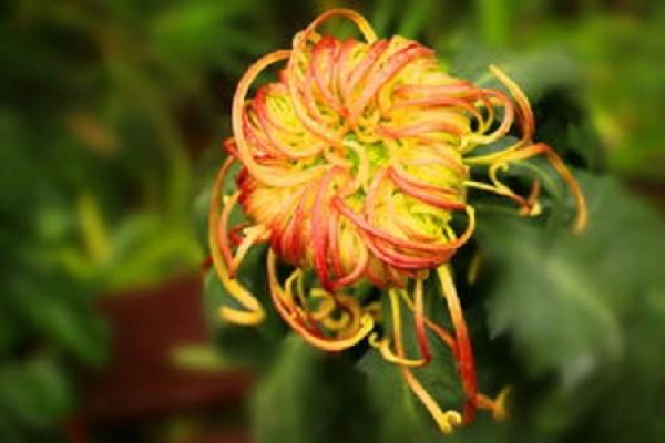 exclusive chrysanthemum