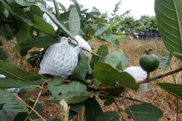 guava