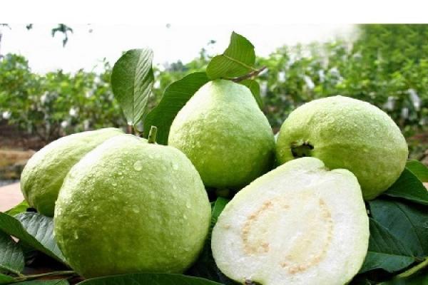 Guava