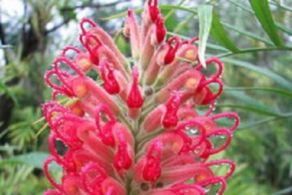 red flower and silver birch