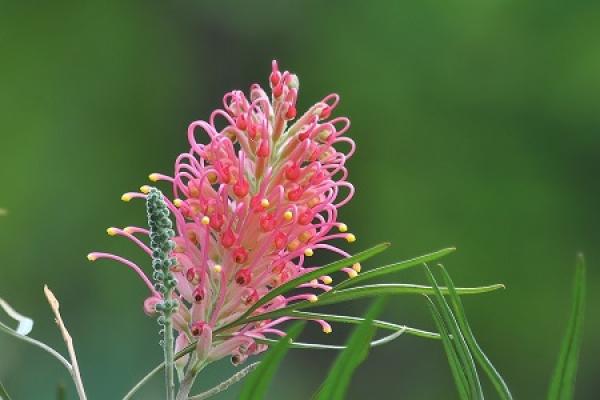 Grevillea glauca