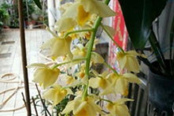 Dendrobium candidum