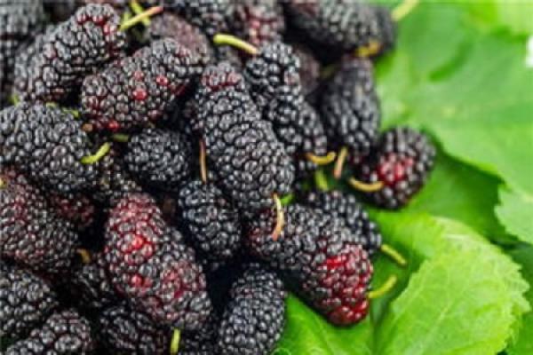 mulberry