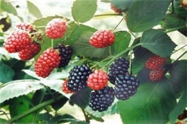 Mulberry