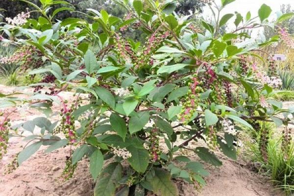 American ginseng