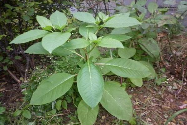 American ginseng