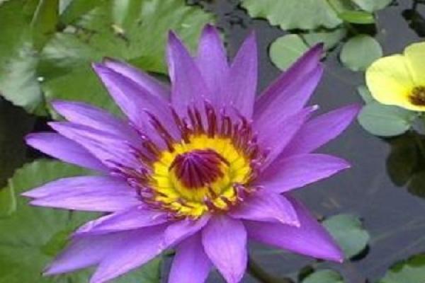 Water Fire Lotus Water Fire Lotus