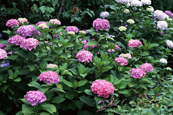 Hydrangea macrophylla