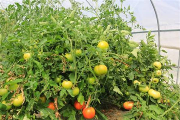 tomato