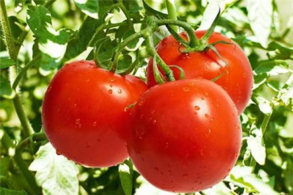 Tomato