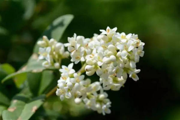 olive flower