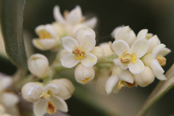 olive flower