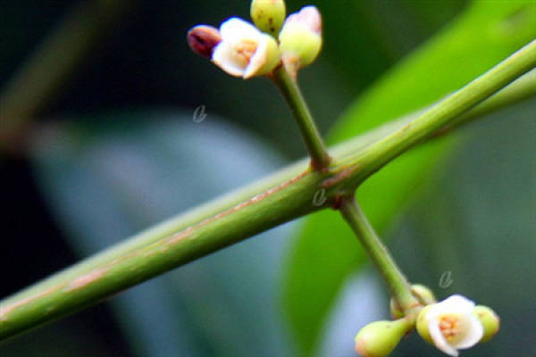 Olive Flower