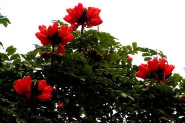 flame flower