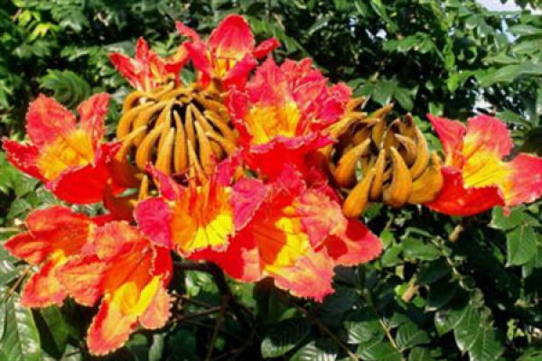 flame flower