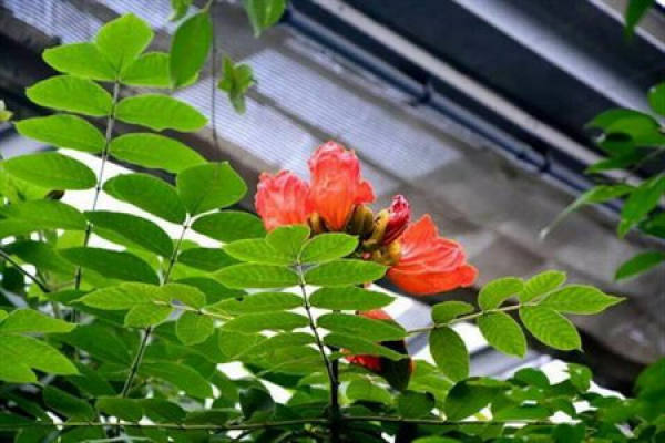 Flame Flower