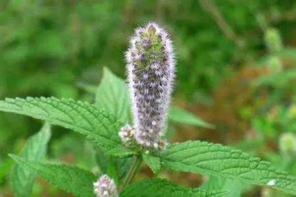 Agastache rugosa
