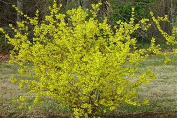 false silver Forsythia