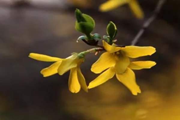 Herba forsythiae