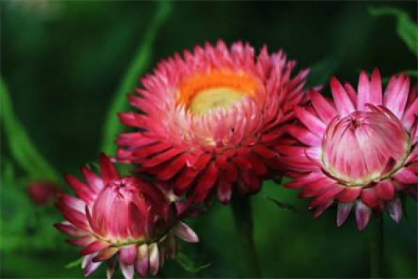 Wheat Stalk Chrysanthemum
