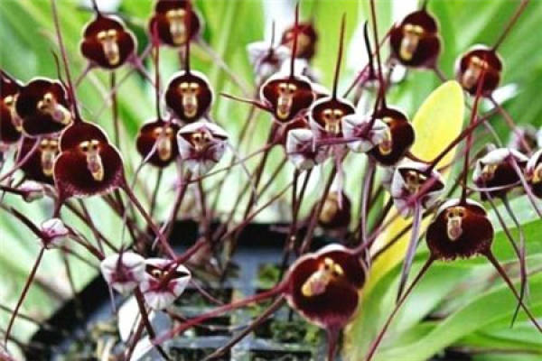 little dragon orchid with monkey face
