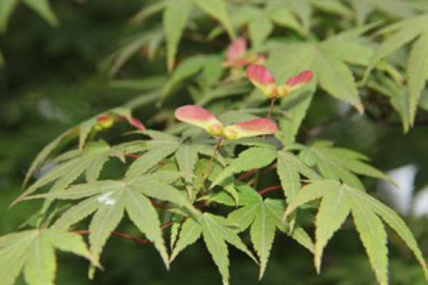 Acer negundo